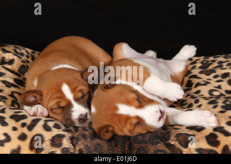 Basenji. Two puppies sleeping on a leopard-spotted blanket. Germany Stock Photo