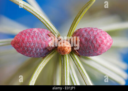 Common Spruce (Picea abies), female cones, Hesse, Germany Stock Photo