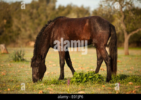 Black Menorquin stallion, grazing on meadow, Majorca, Balearic Islands, Spain Stock Photo
