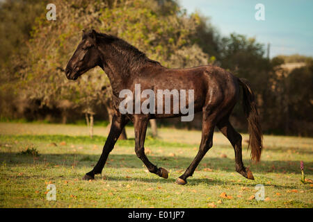 Black Menorquin stallion, trotting on meadow, Majorca, Balearic Islands, Spain Stock Photo