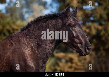 Black Menorquin stallion, portrait, Majorca, Balearic Islands, Spain Stock Photo