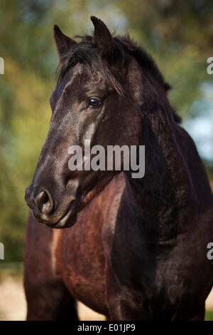 Black Menorquin stallion, Majorca, Balearic Islands, Spain Stock Photo