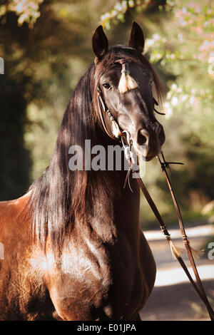 PRE or Pura Raza Española, black stallion, portrait, with Spanish bridle, Llucmajor, Majorca, Balearic Islands, Spain Stock Photo