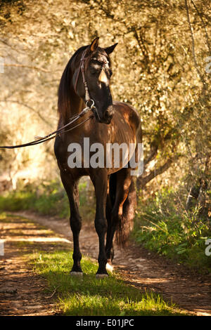 PRE or Pura Raza Española, black stallion, with Spanish bridle, standing on dirt road, Llucmajor, Majorca, Balearic Islands Stock Photo
