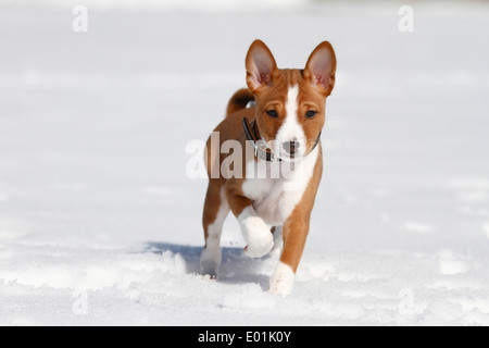 Basenji. Puppy running on snow. Germany Stock Photo