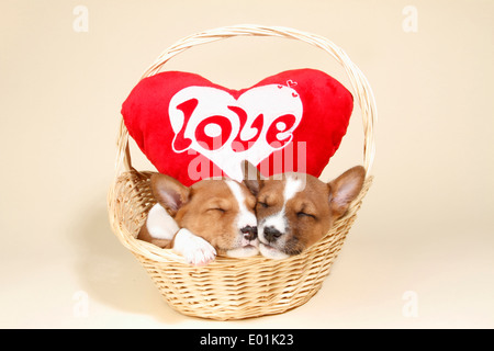 Basenji. Two puppies sleeping next to a heart-shaped cushion labelled LOVE in a basket. Germany Stock Photo