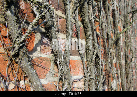 Boston ivy Japanese ivy creeper wall plant on Suffolk red brick wall Stock Photo