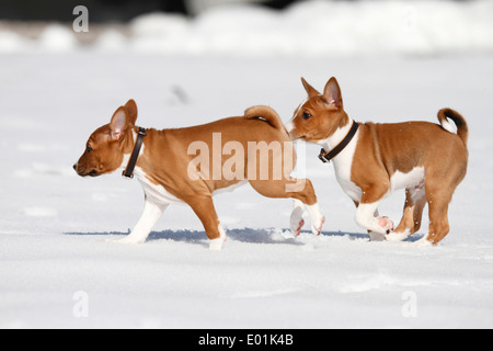 Basenji. Two puppies running on snow. Germany Stock Photo