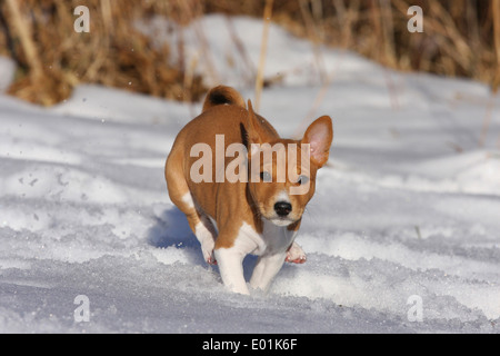 Basenji. Puppy running on snow. Germany Stock Photo