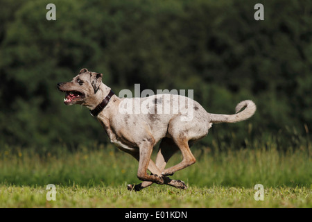 Louisiana Catahoula Leopard Dog. Adult running on a meadow. Germany Stock Photo