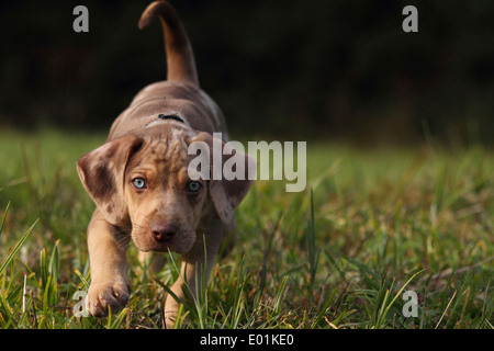 Louisiana Catahoula Leopard Dog. Puppy on a meadow, running towards the camera. Germany Stock Photo