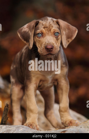 Louisiana Catahoula Leopard Dog. Puppy standing on a tree trunk. Germany Stock Photo