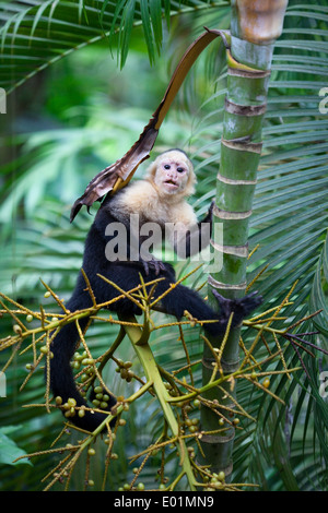 White-faced Capuchin Monkey (Cebus capucinus). Searching for fruits. Costa Rica. Stock Photo