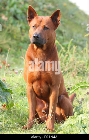 Thai Ridgeback. Adult male sitting on a meadow. Germany Stock Photo