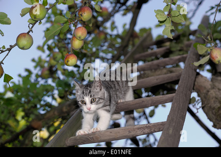 Domestic cat. Tabby and white kitten on a ladder in an apple tree. Germany Stock Photo