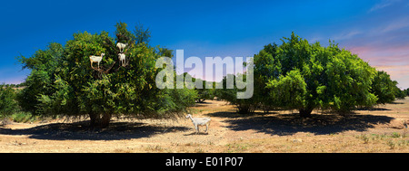 Goats feeding on Argan nuts in an Argon tree. Near Essouira,, Morocco Stock Photo