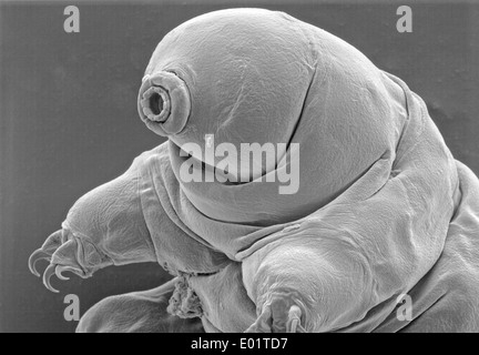 Microscopic view of a Tardigrades or water bear (Milnesium tardigradum) a extremophile organism that can thrive in extreme conditions captured October 21, 2011 in Saguaro National Park, Arizona. Stock Photo