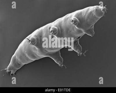 Microscopic view of a Tardigrades or water bear (Milnesium tardigradum) a extremophile organism that can thrive in extreme conditions captured October 21, 2011 in Saguaro National Park, Arizona. Stock Photo