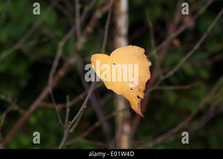 Downy Birch (Betula pubescens). Autumn leaf. Stock Photo