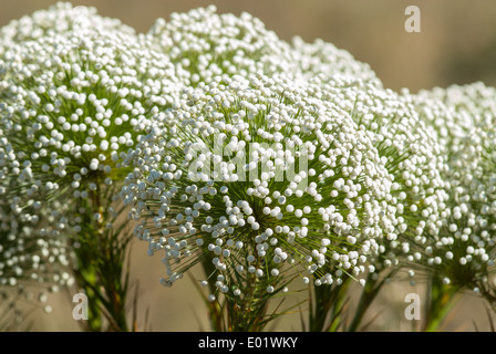 Brasilia, Brazil. Chapada Imperial, private cerrados reserve visitor centre. Semprevivas (Eriocaulaceae), everlasting flowering cerrados plants. Stock Photo