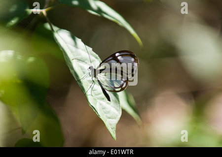 Clearwing or Glasswing butterfly, with trasparent wings (Greta polissena), on leaf.