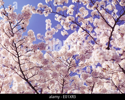 Cherry blossom background. Blooming Japanese cherry tree flowers over blue sky. Stock Photo