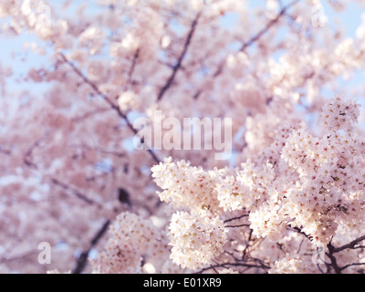 Artistic closeup of cherry blossom with shallow focus, blooming Japanese cherry tree flowers background Stock Photo