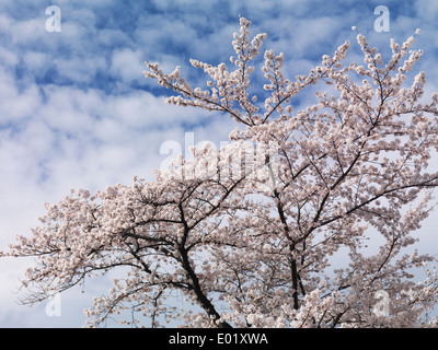 Cherry tree blossom over blue sky with white clouds background Stock Photo