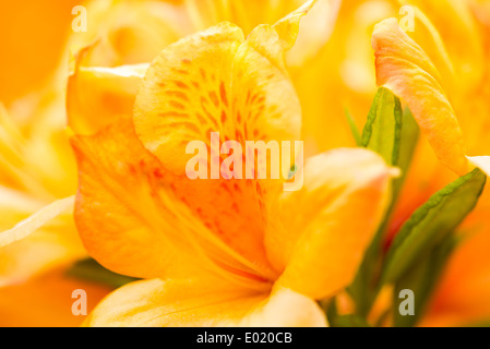 detail of flowers in japanese garden in the hague, the netherlands Stock Photo