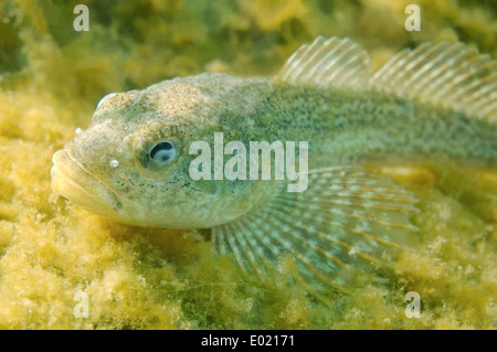 Dead Bighead sculpin hanging from lost fishing line on a Baikal lake.  Problem of ghost gear - any fishing gear that has been abandoned Stock  Photo - Alamy