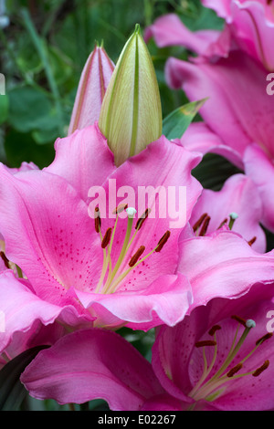 Lilium. Oriental Lily 'Homerus' Stock Photo