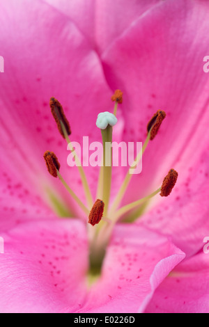 Lilium. Oriental Lily 'Homerus' Stock Photo