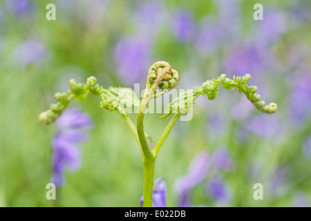 Bracken unfurling amongst English Bluebells in Spring. Stock Photo