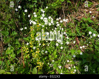 Wildflowers in the hedgerow in spring Carmarthenshire Wales UK  KATHY DEWITT Stock Photo