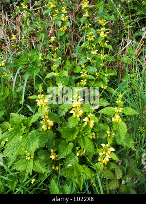 Lamiastrum yellow archangel wildflowers growing in the hedgerow in spring Carmarthenshire Wales UK  KATHY DEWITT Stock Photo