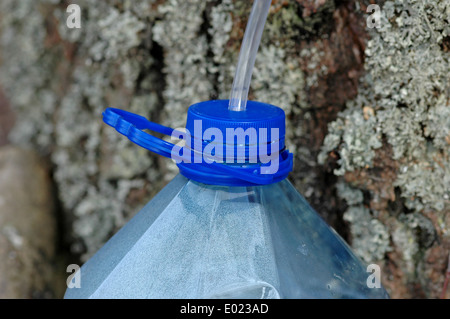 collecting birch sap into bottle Stock Photo