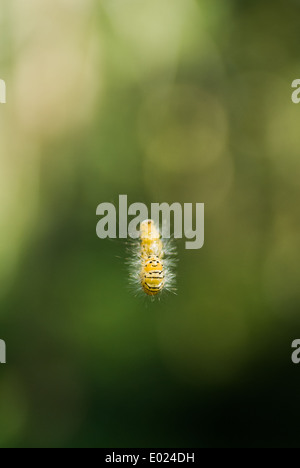 Hairy yellow and black caterpillar hanging on a silk thread. With a face design. Stock Photo