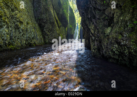 Oneonta Gorge in the Columbia River Gorge in Oregon. Stock Photo