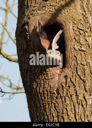 Wild male Kestrel, Falco tinnunculus taking off from nest Stock Photo