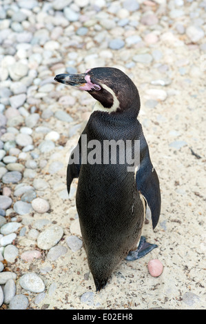 Penguin stands on the pebbles and looks around on Penguin Beach in London Zoo. Stock Photo