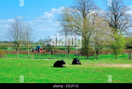 Two cows sitting in a field with a tractor ploughing the field behind England UK Stock Photo