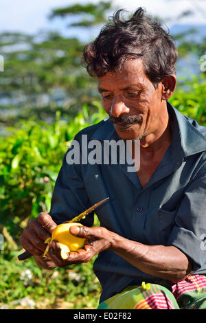 Mango seller peeling a mango with a knife, Kandy, Central Province, Sri Lanka Stock Photo