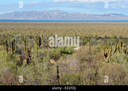 Cacti steppe with Cardon cacti, or Candelabra cacti, plain near Los Planes with Cerralvo island, Baja California Sur, Mexico Stock Photo