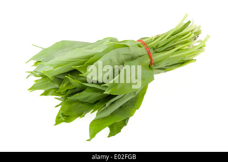 Ramsons (wild garlic) leaves Stock Photo