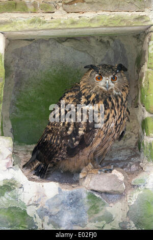 Eurasian Eagle-Owl (Bubo bubo), Tierpark Sababurg zoo, Hofgeismar, North Hesse, Hesse, Germany Stock Photo