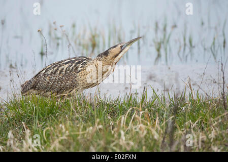 Eurasian Bittern or Great Bittern (Botaurus stellaris) on the lakeshore, National Park Neusiedler See-Seewinkel, Burgenland Stock Photo