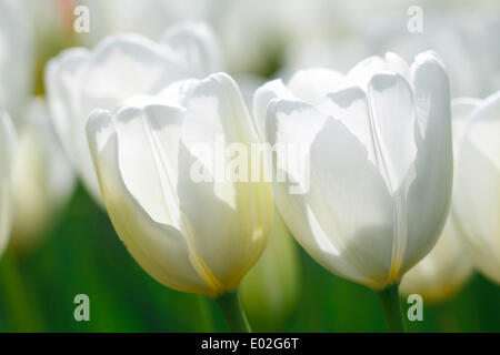 Flowering white Tulips (Tulipa 'Hakuun'), Darwin hybrid tulip variety 'Hakuun' Stock Photo