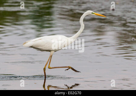 Great Egret (Ardea alba), wading in the water, North Hesse, Hesse, Germany Stock Photo
