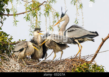 Grey Heron (Ardea cinerea), adult with young birds in a nest, Lower Saxony, Germany Stock Photo