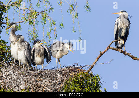 Grey Heron (Ardea cinerea), young birds in a nest with an adult bird, Lower Saxony, Germany